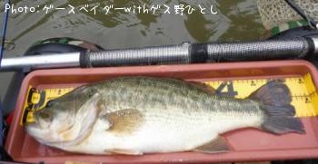 ブラックバス