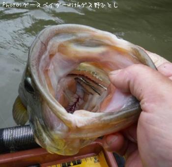 ブラックバス