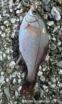 海タナゴ