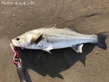 シーバス