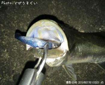 シーバス