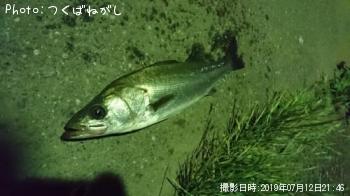 シーバス