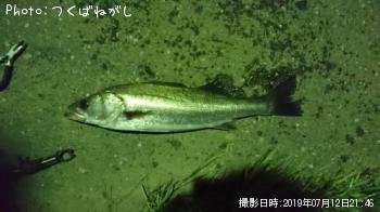 シーバス