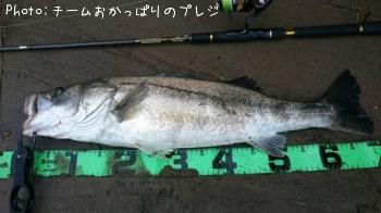 シーバス