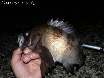 メバル
