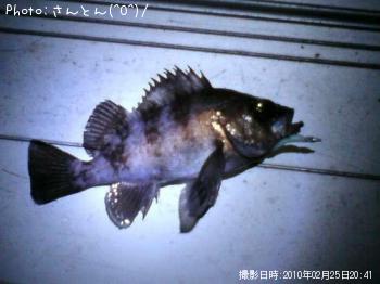 メバル