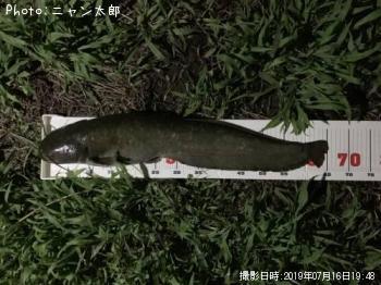 ナマズ
