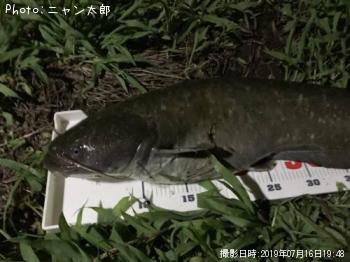 ナマズ