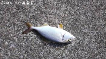 ショゴ
