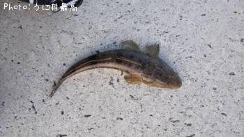 マゴチ