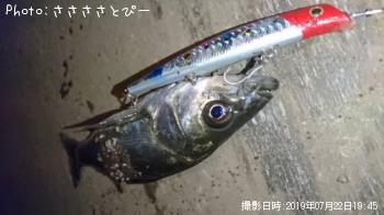 シーバス
