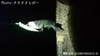 シーバス