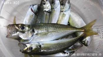アジ