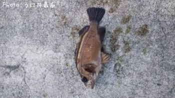メバル