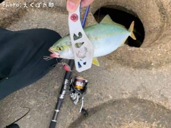 ワカシ