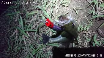 シーバス