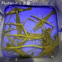 テナガエビ