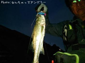 シーバス
