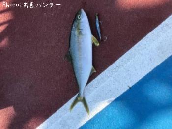 ヒラマサ