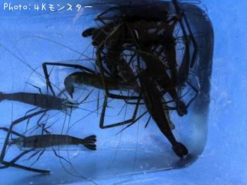 テナガエビ