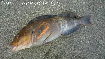 アイナメ