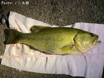 ブラックバス