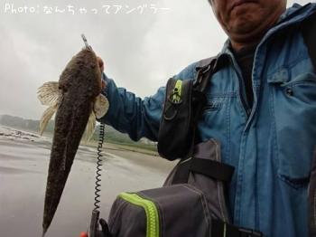 マゴチ
