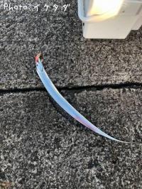 タチウオ
