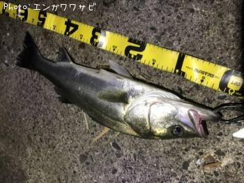 フッコ