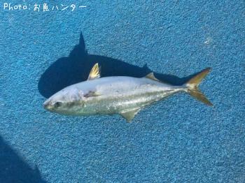 ҥޥ