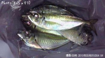 アジ