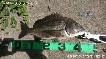 クロダイ