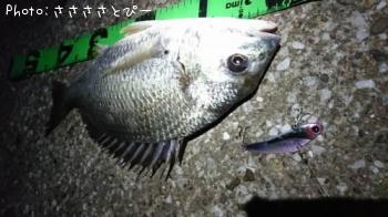 キビレ