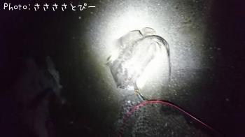 キビレ
