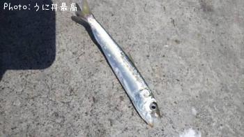 イワシ