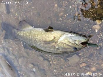 スモールマウスバス