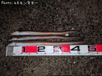 アナゴ