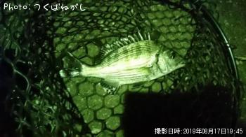 クロダイ