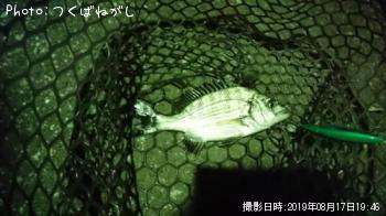 クロダイ