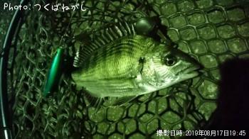 クロダイ