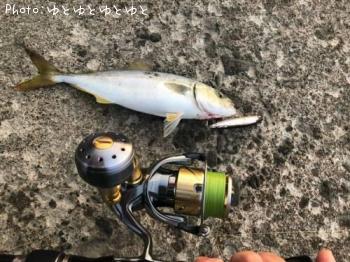 ワカシ