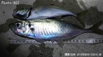 アジ