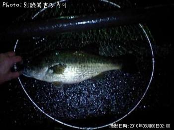 ブラックバス