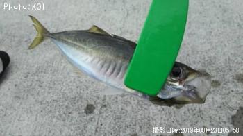 アジ