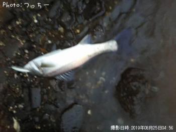 シーバス