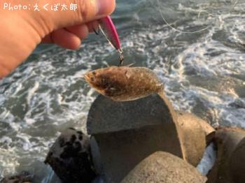 ヒラメ