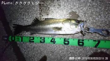 シーバス