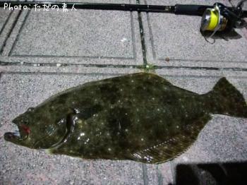 ヒラメ