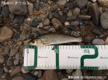 ウグイ