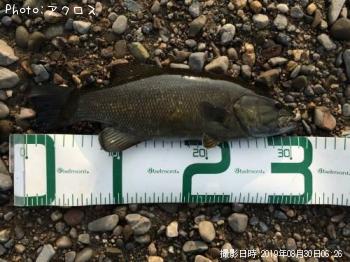 ウグイ
